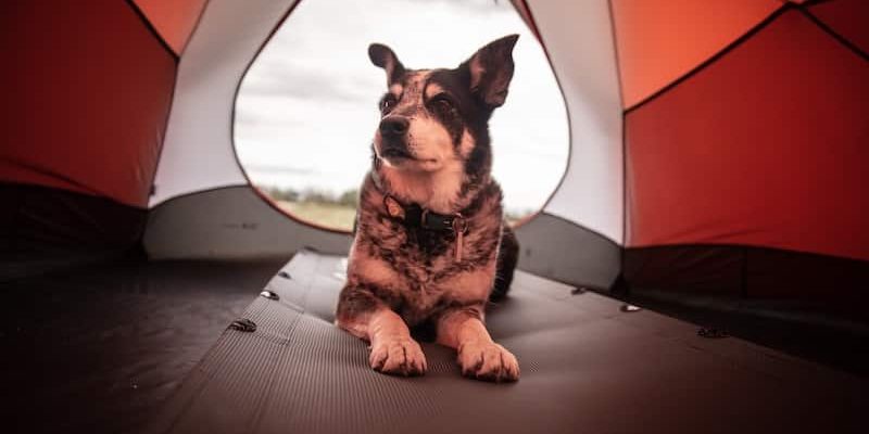 Can I Leave My Dog In A Tent?
