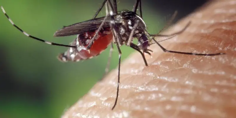 How To Keep Mosquitoes, Flies & Bugs Away While Camping
